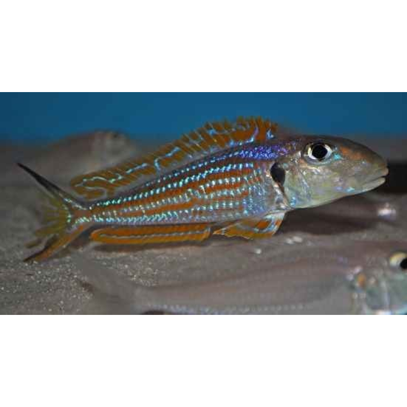 Xenotilapia Ochrogenys Kigoma 4-5cm